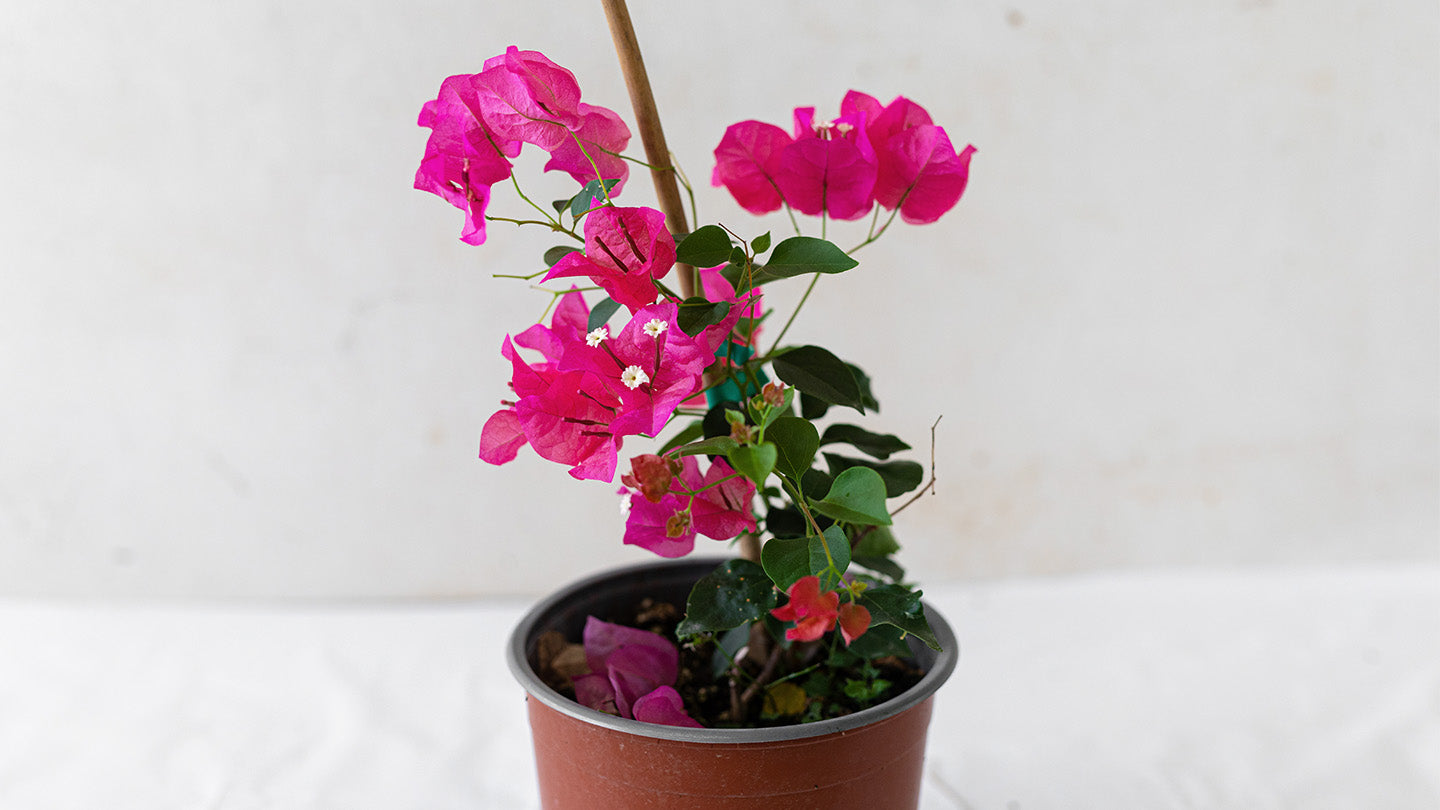 Bougainvillea Glabra (red)