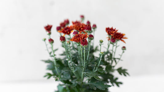 Chrysanthema Red/Yellow