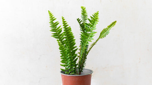 Nephrolepis Exaltata (Fterikoudi)