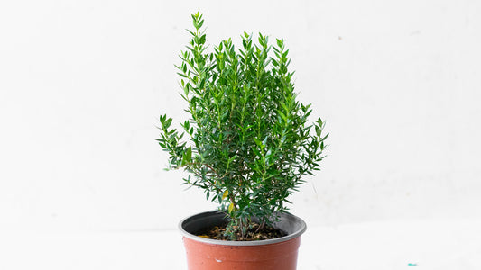 Myrtus (Mersinia)