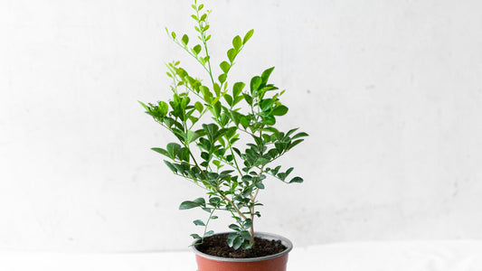 Murraya (Orange Jasmine)