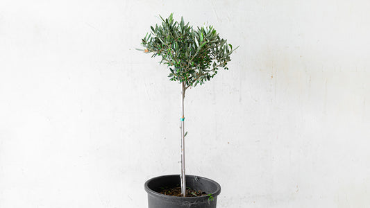 Olive Tree Stem