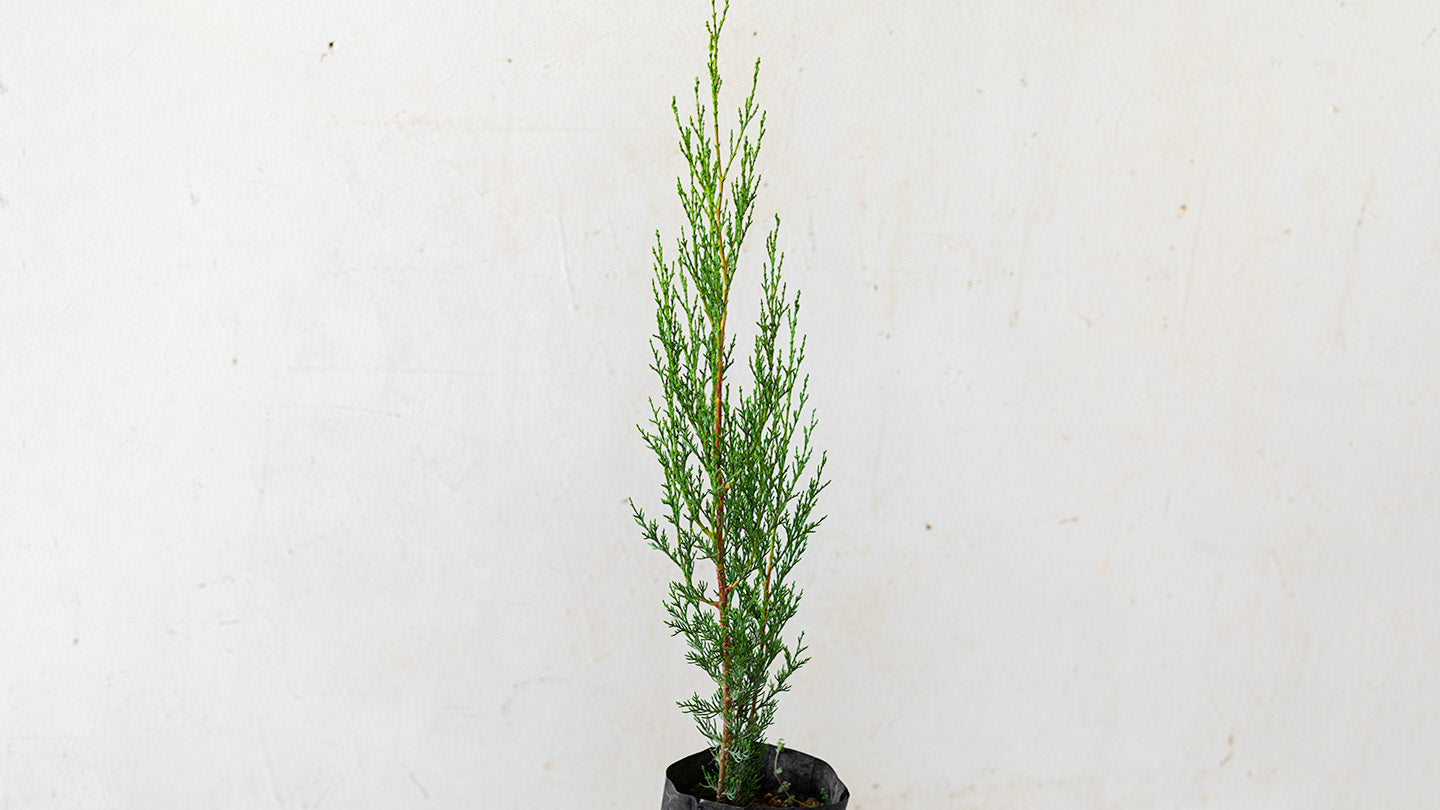 Cylebos Tree Online Plants Store Limassol - Cyprus - Cypress tree – cybloom
