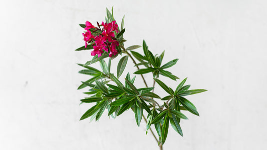 Oleander