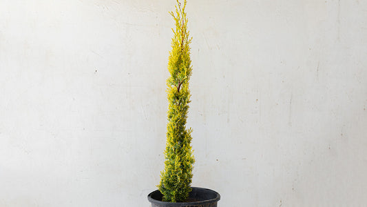 Swanes Golden Cypress