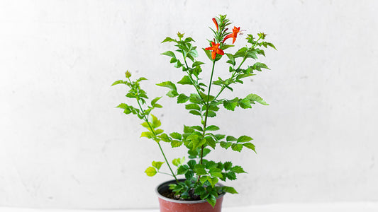 Tecoma Capensis (Cape Honeysuckle)