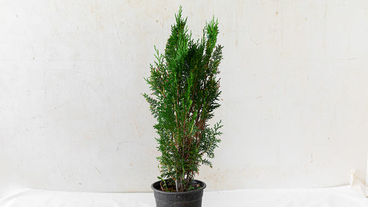 Thuja- "Green Giant" Arborvitae