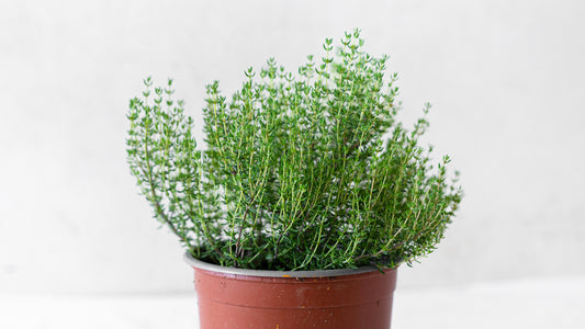 Thyme
