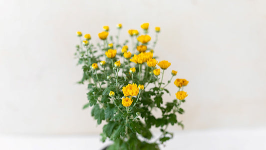 Chrysanthema Red/Yellow